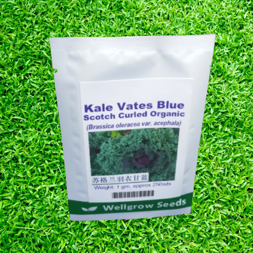 Kale Vates Blue Scotch Curled