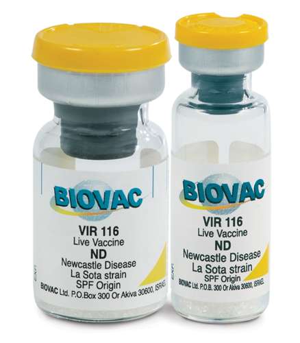 LaSota Vaccines (Large Dose Vials) | 1000
