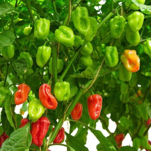 Mawenzili RZ F1 Hybrid (Habanero) | 1000 Seed