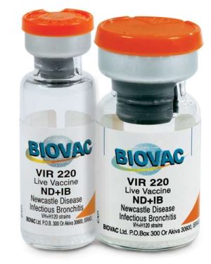 ND IB Vaccine 2-in-1