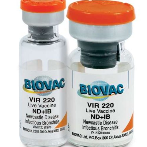 ND IB Vaccine (2-in-1 | Large Dose Vial) | 2000 + Transport Flask
