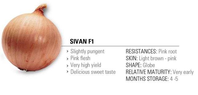 Dizengoff Onion Sivan F1 Seeds | 25g - Image 3