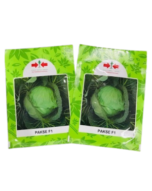 Pakse F1 Cabbage Seed | 500 Seeds
