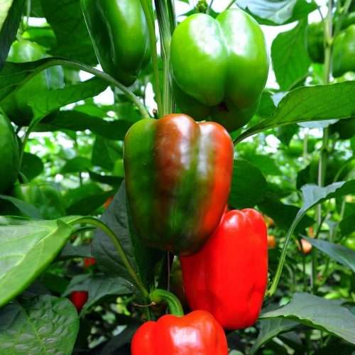 Syngenta Jupiter F1 Sweet Pepper - Image 2