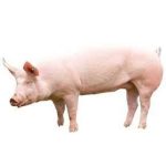 Pig Landrace