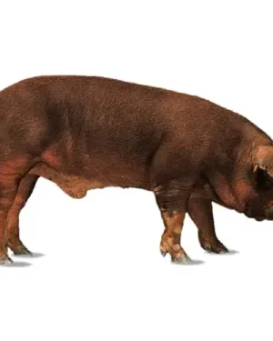 Pig duroc