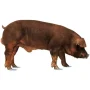 Pig duroc