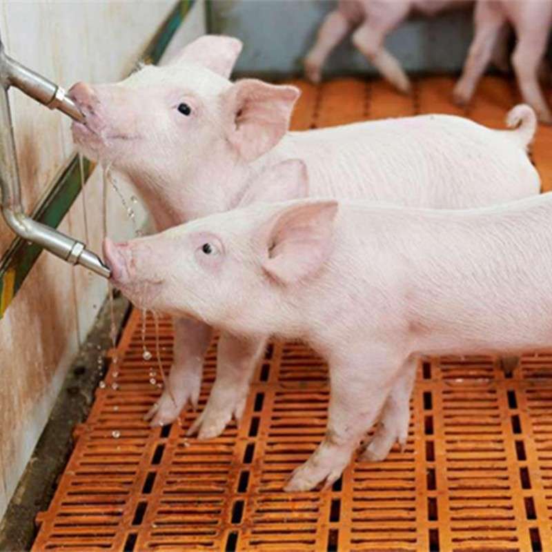 Pig Nipple Drinker (5 Pieces) - Image 2