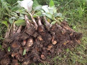 Plantain Sucker | 1 Dozen