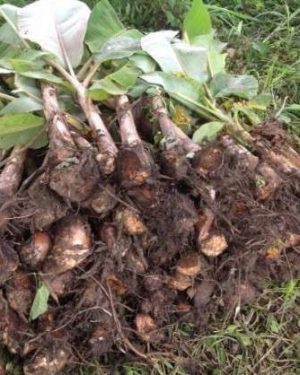 Plantain Sucker | 1 Dozen