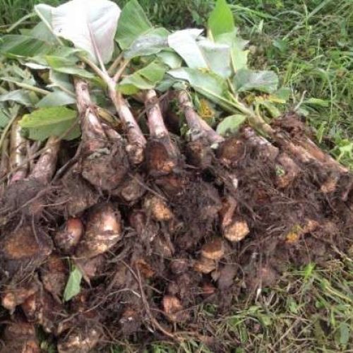 Plantain Sucker | 1 Dozen