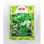 Ramses Coriander Seeds