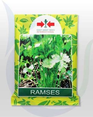 Ramses Coriander Seeds