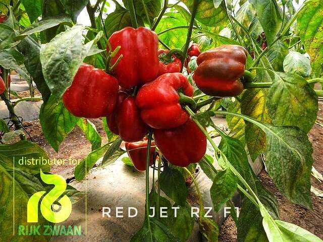 Sweet Red Bell Pepper - Red Jet RZ F1 (100 Seeds) - Image 2
