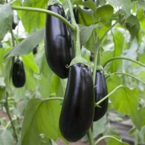 Aubergine Sharapova RZ F1 (100 Seeds)