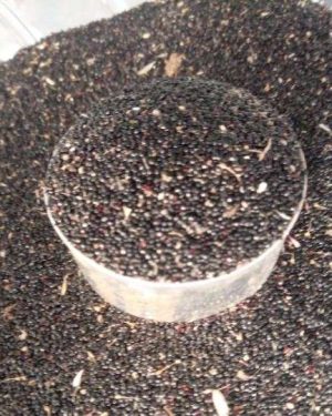 Shoko Seeds Lagos Spinach