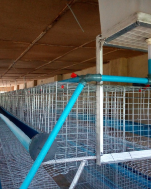 3 Tier Local Battery Cage (96 Birds per Unit)