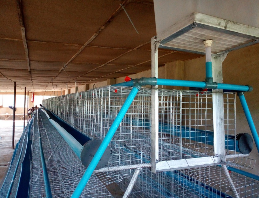 3 Tier Local Battery Cage (96 Birds per Unit)