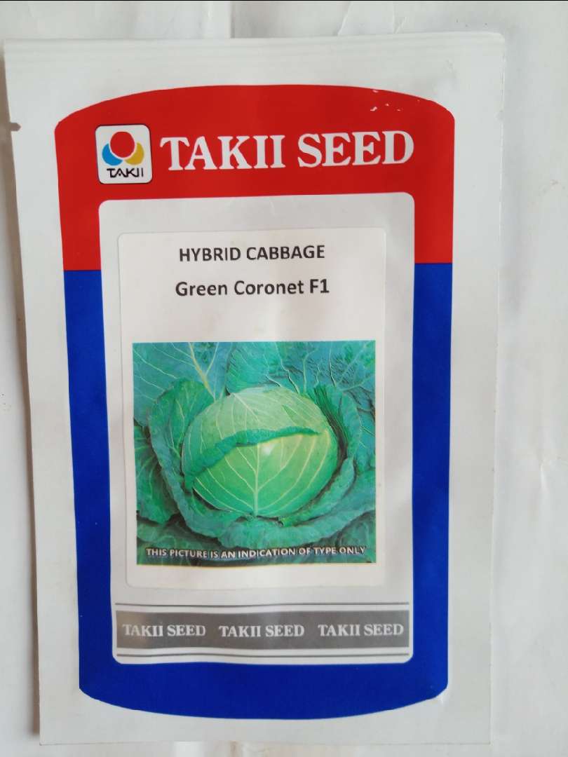Green Coronet F1 Cabbage Takki Seeds