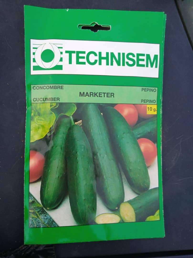 Technisem Cucumber Marketer Seed | 10g