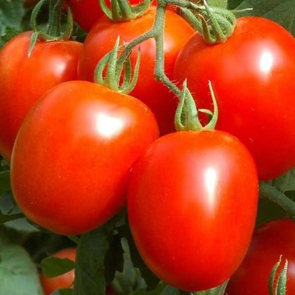 Tomatoes UC-82B Jubaili Brand | 100g - Image 2