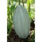 Ugu (Fluted Pumpkin) Pod
