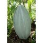 Ugu (Fluted Pumpkin) Pod