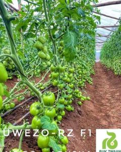 Tomato Uwezo RZ F1