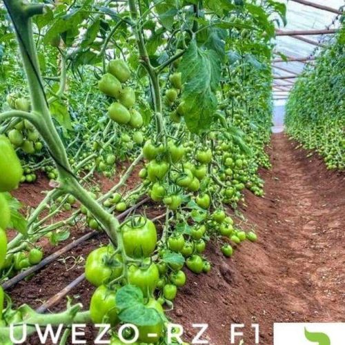 Tomato Uwezo RZ F1 | 100 Seeds