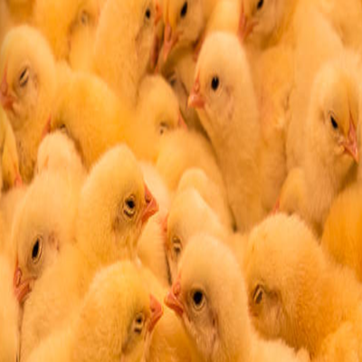 Vertex Day Old Chicks