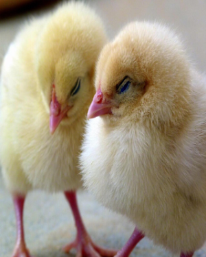 Vertex Day Old Broiler (Arbor Acres) | 1 Carton