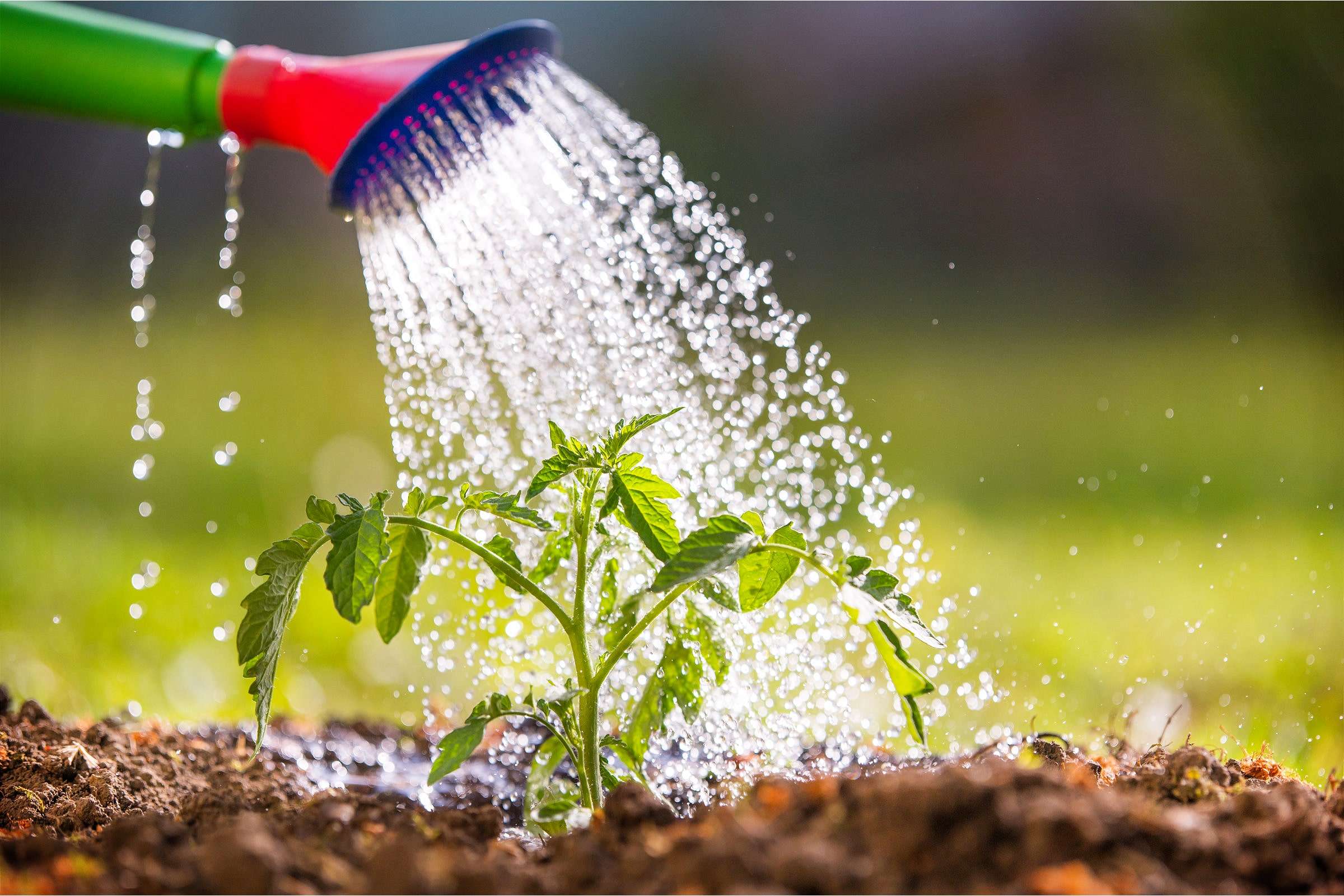 Plastic Watering Can | 10L Capacity - Image 2