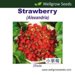 Wellgrow Strawberry Alexandria