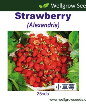 Wellgrow Strawberry Alexandria