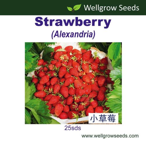 Wellgrow Strawberry Alexandria (25 Seeds)