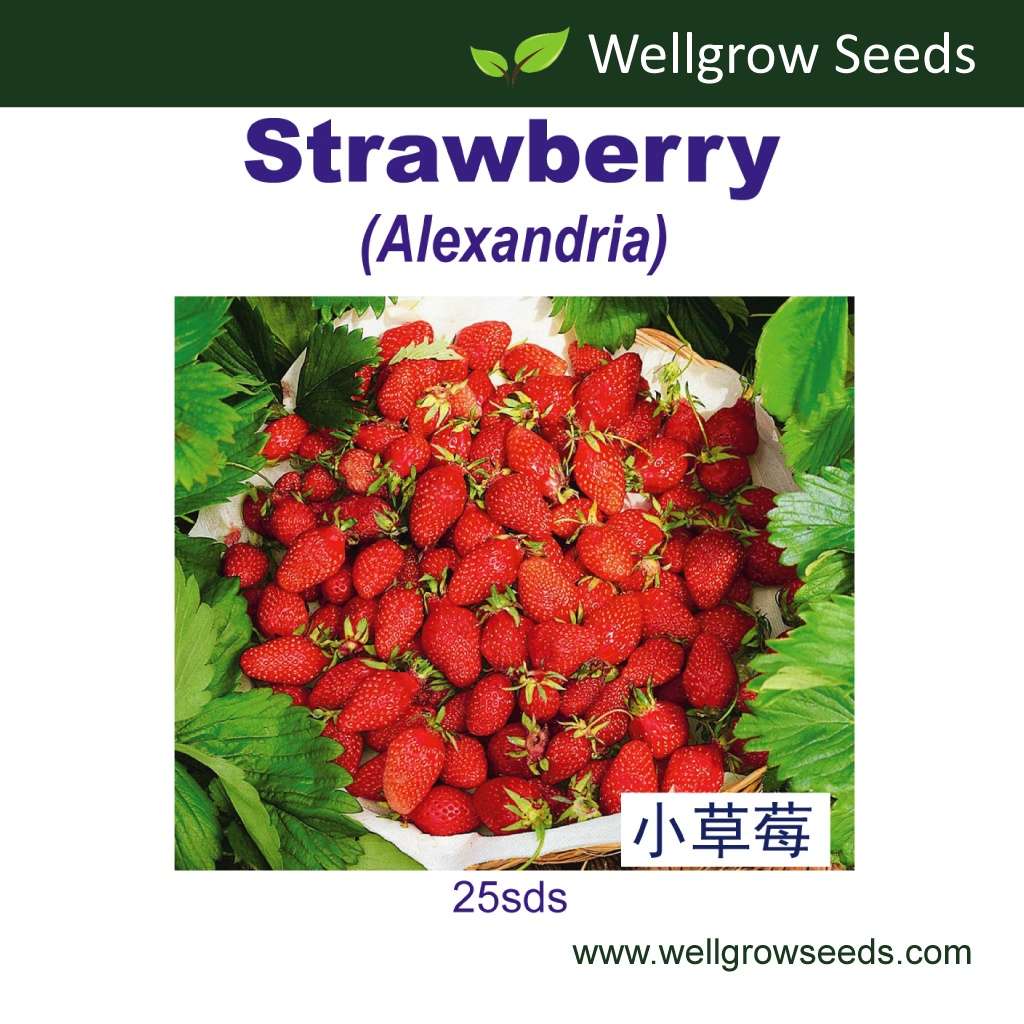 Wellgrow Strawberry Alexandria
