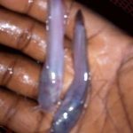 Heteroclarias spp Juveniles