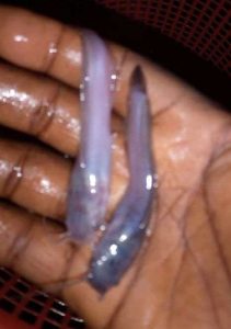 Heteroclarias spp Juveniles