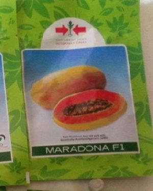 East West Maradona Pawpaw Seed