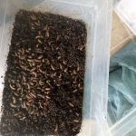BSF Pre Pupae Starter Stock