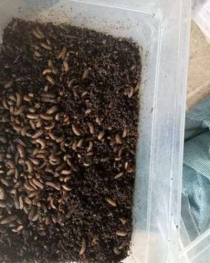BSF Pre Pupae Starter Stock