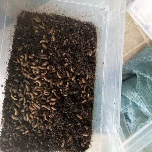 BSF Pre Pupae (Starter Stock) – 1kg