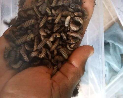 BSF Pre Pupae (Starter Stock) - 1kg - Image 2