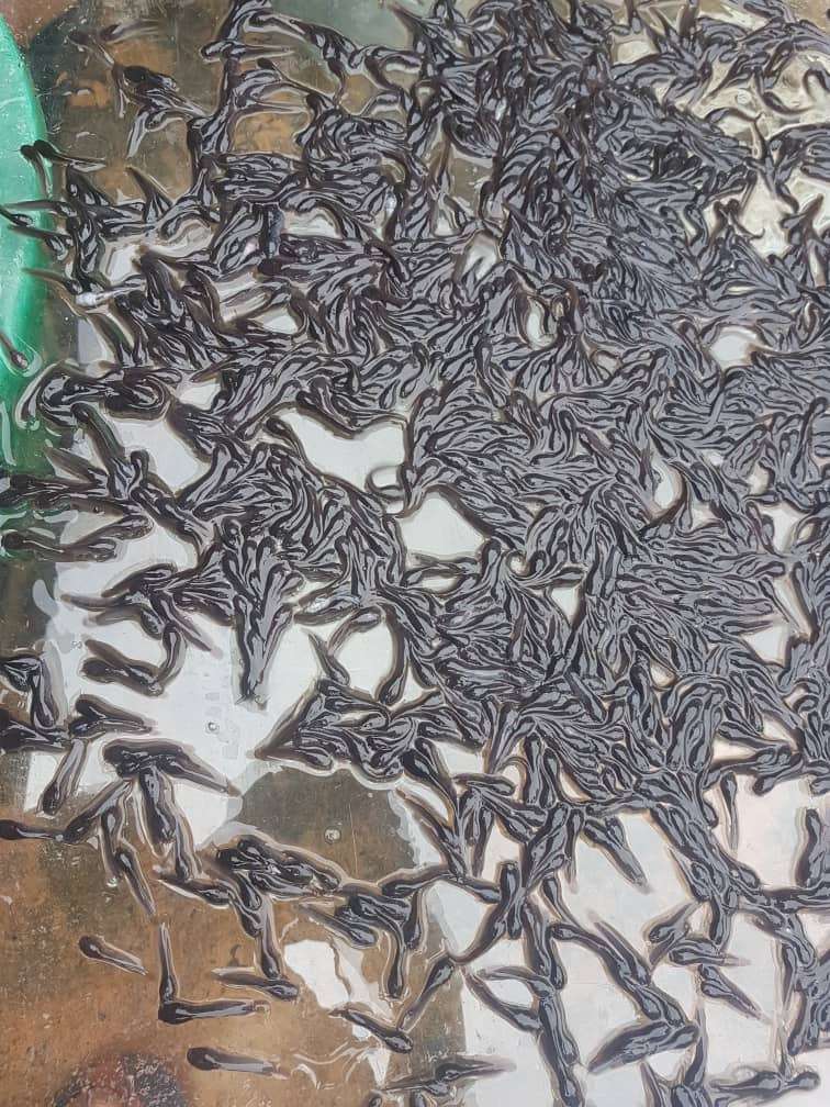 Clarias Fingerlings - Image 3