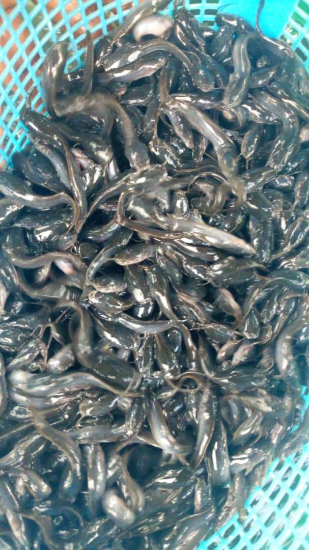 Clarias Fingerlings - Image 2