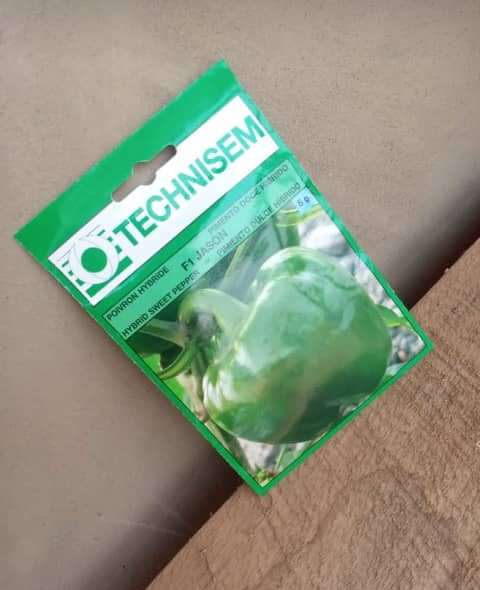 Sweet Pepper - F1 Jason (Technisem | 5g)