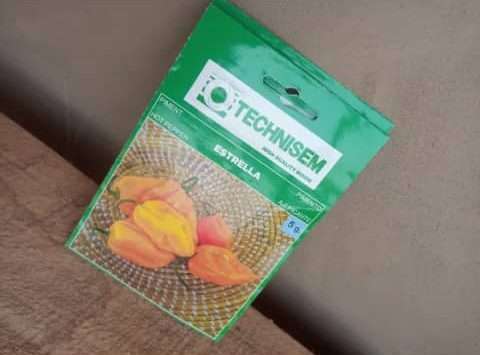 Estrella Hot Pepper Seeds (Technisem | 5g)