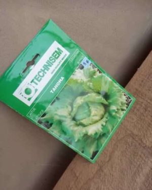 Tahoma Lettuce Seeds (Techisem | 5g)