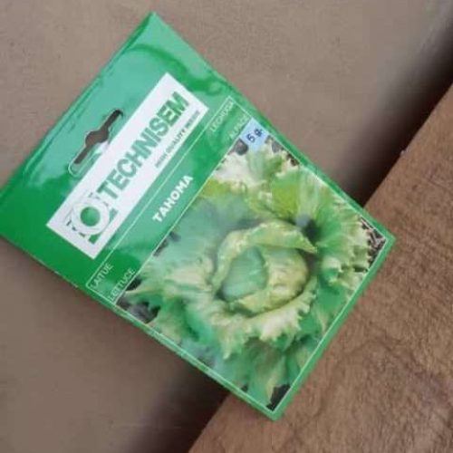 Tahoma Lettuce Seeds (Techisem | 5g)
