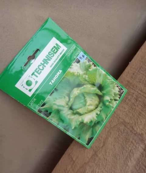 Tahoma Lettuce Seeds (Techisem | 5g)
